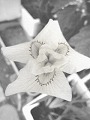 VEu
