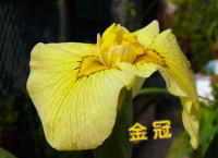 VEu摜