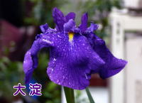 VEu摜嗄