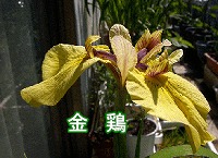 VEu摜{