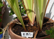 摜S