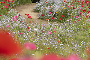 花道1