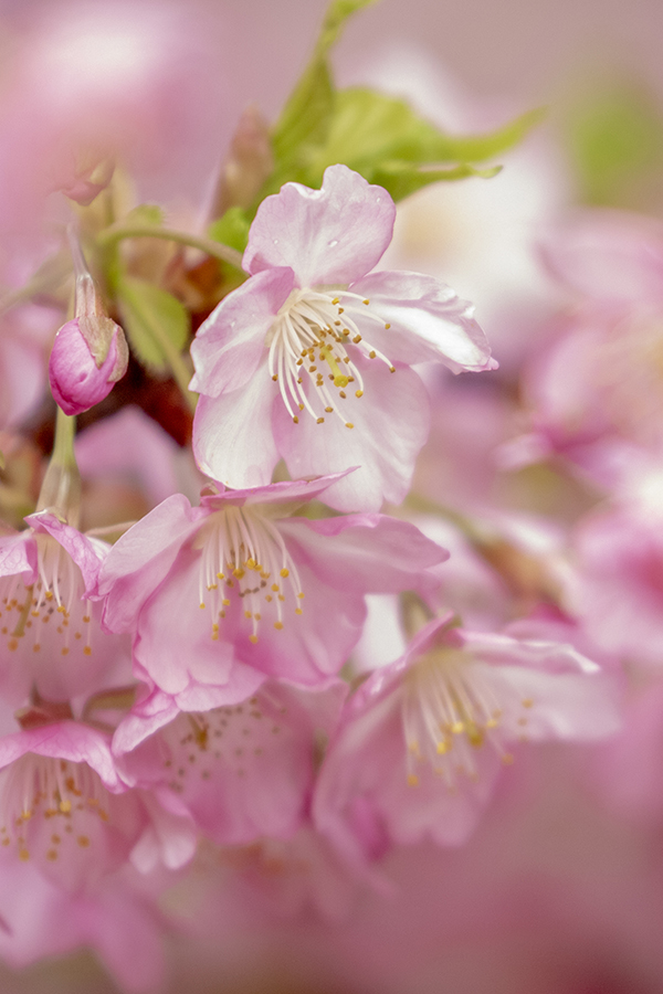 河津桜1l
