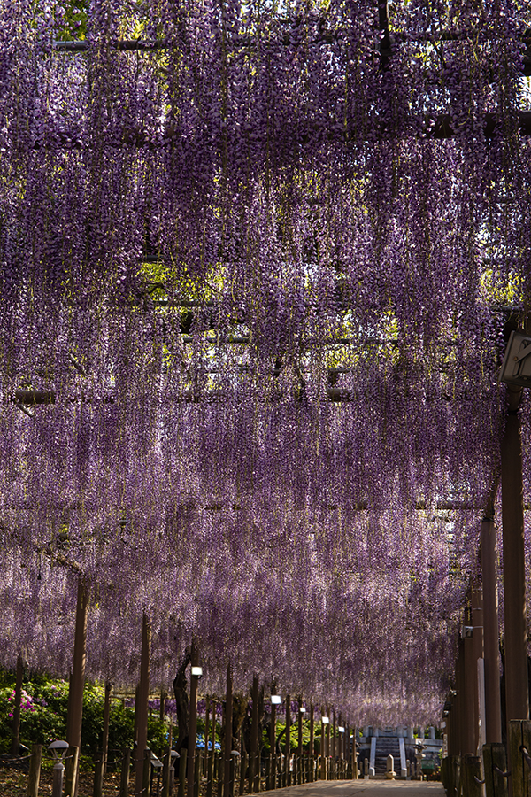 フジ1l