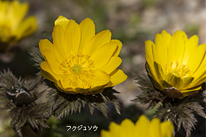フクジュソウ