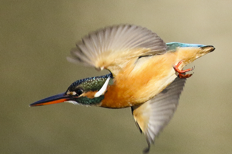 カワセミ♀