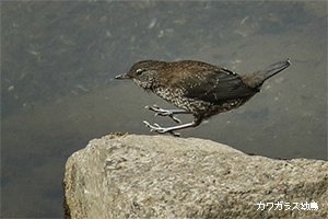 カワガラス