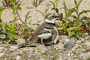 コチドリ親子