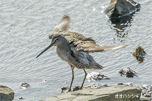 オオハシシギ