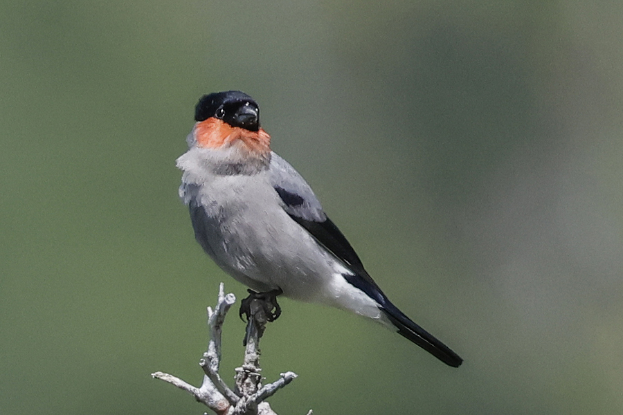ウソ♂