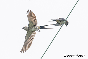 コシアカツバメ親子
