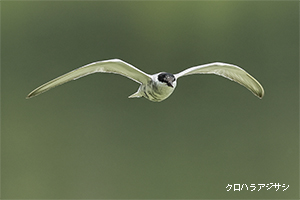 クロハラアジサシ