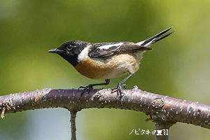 ノビタキ♂夏羽