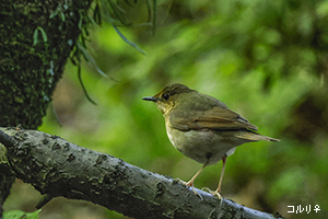 コルリ♀