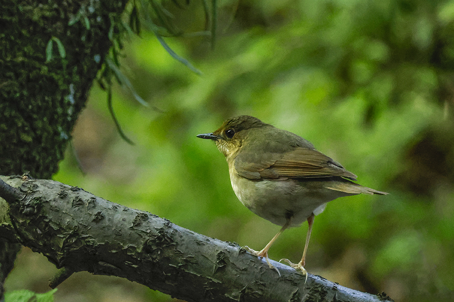 コルリ♀