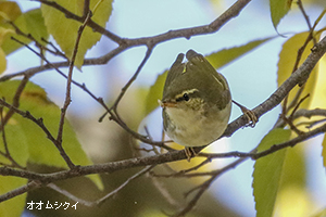 オオムシクイ
