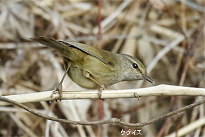 ウグイス