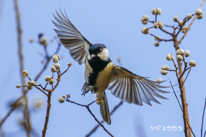 シジュウカラ飛実