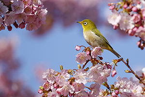メジロ・河津桜