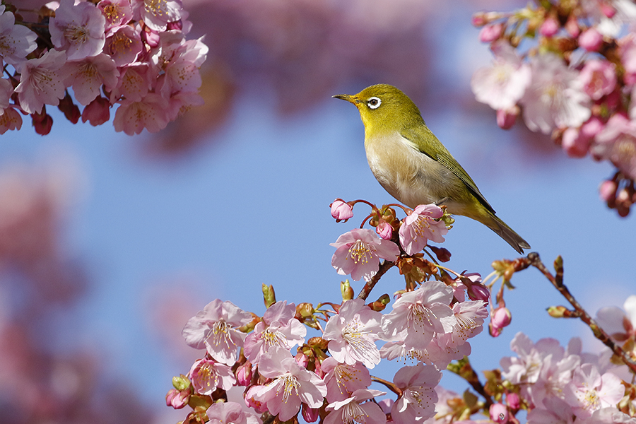 メジロ・河津桜