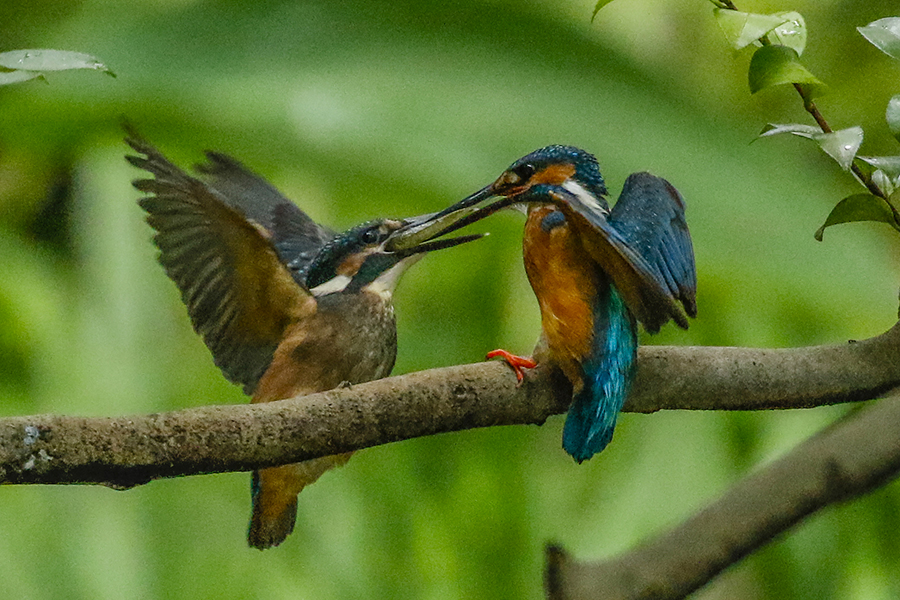 カワセミ給餌