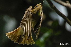 オオルリ♀