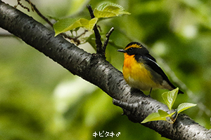 キビタキ♂