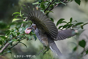ヒヨドリ