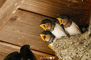 ツバメ