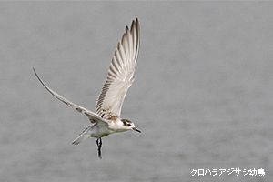 クロハラアジサシ幼鳥