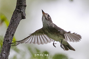コサメビタキ