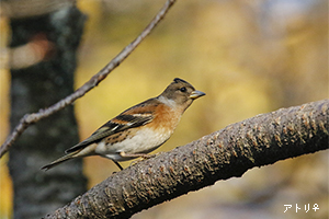 アトリ♀