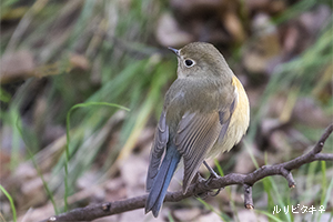 ルリビタキ♀