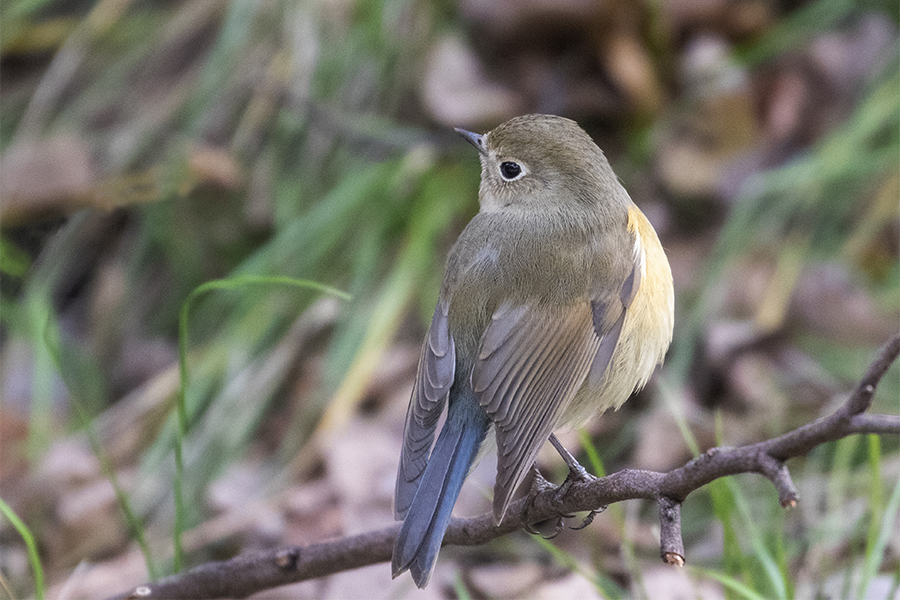ルリビタキ♀
