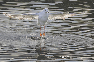 ユリカモメ1