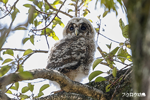フクロウ幼鳥