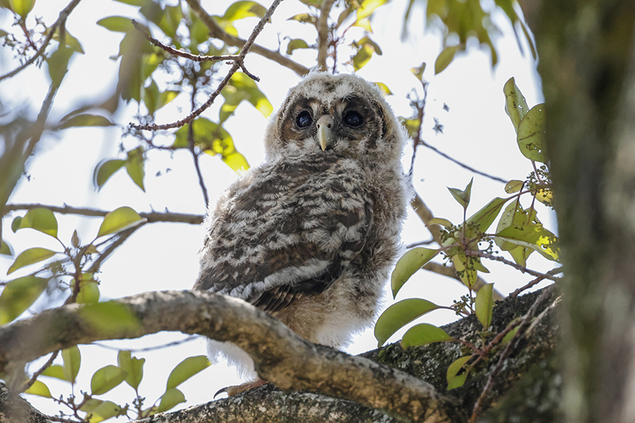 フクロウ幼鳥