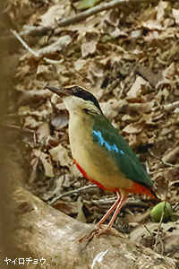 ヤイロチョウ