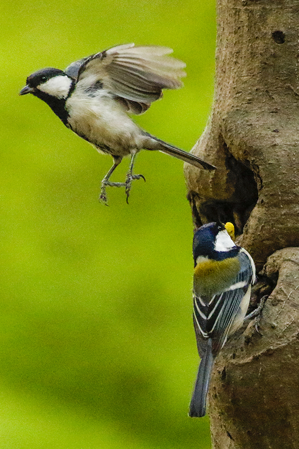 シジュウカラ