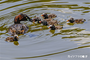 カイツブリ親子