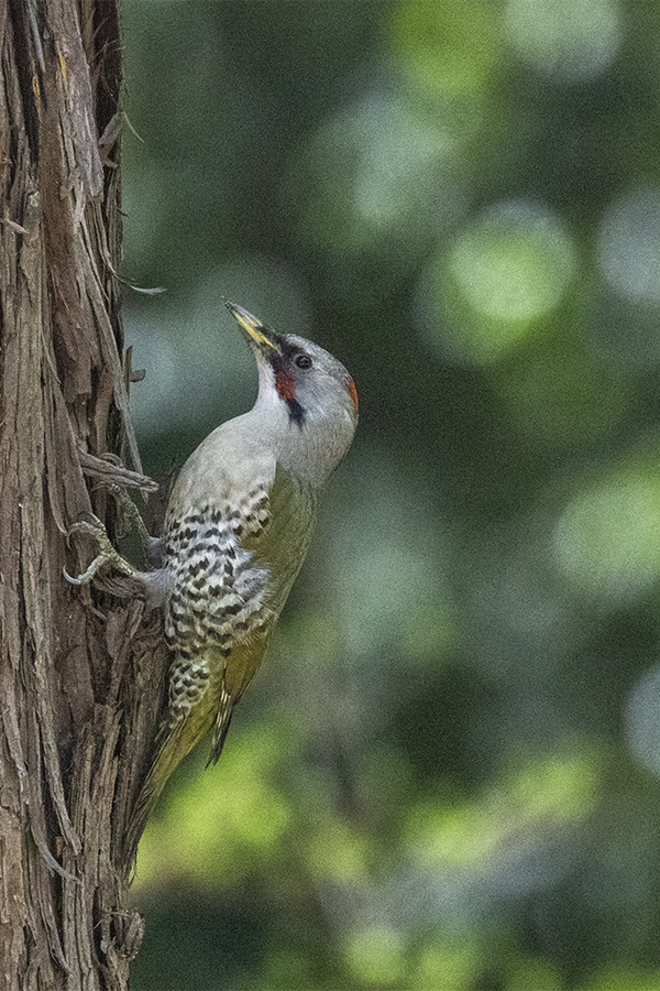 アオゲラ♀縦