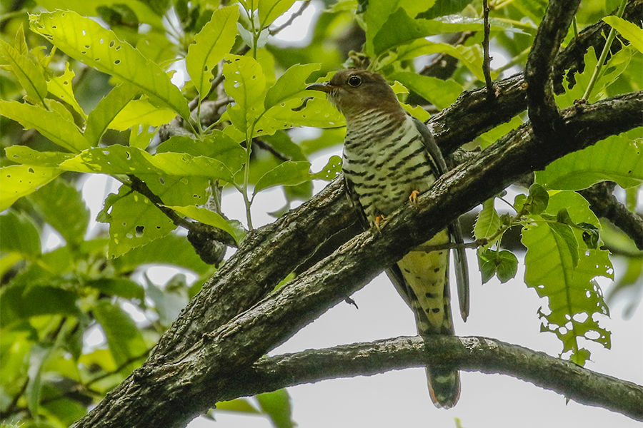 ホトトギス♀赤色型