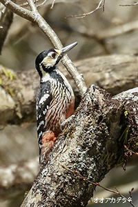 オオアカゲラ♀