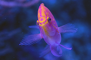 赤魚