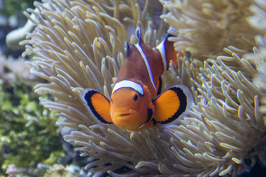 カクレミノ1l