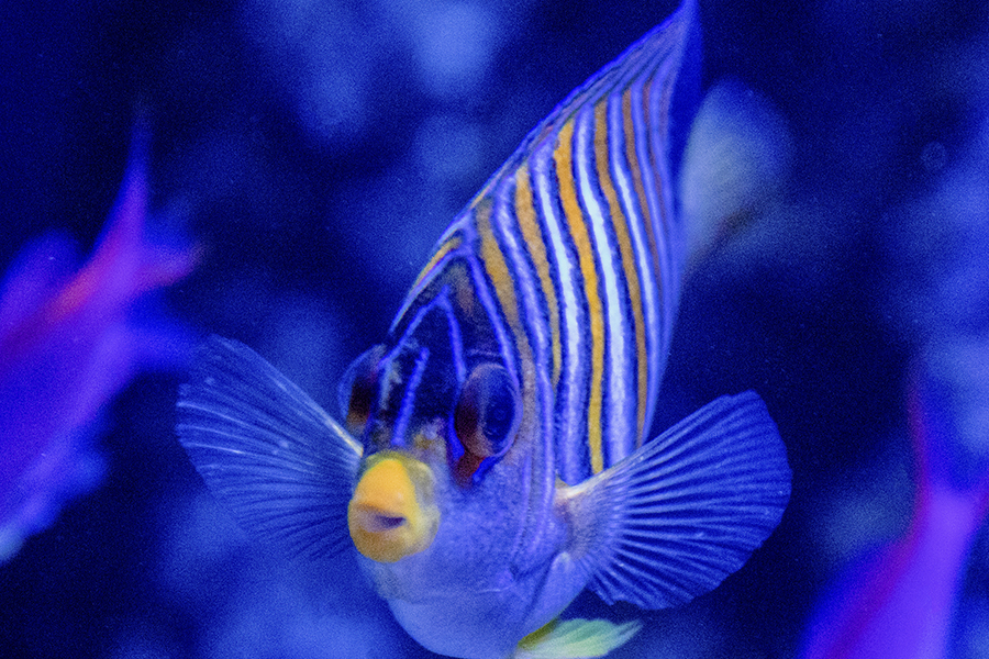 ニシキヤッコ1l