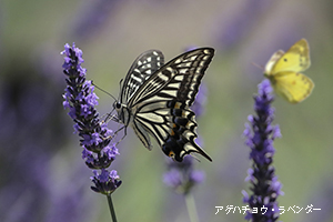 アゲハチョウ1