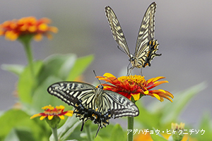 アゲハチョウ2