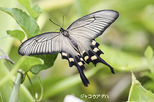 ジャコウアゲハ1