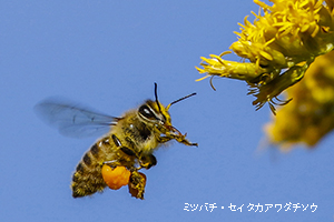 ミツバチ